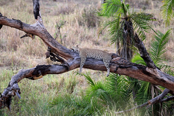 IMG 0815 - Tanzanya’da Safari