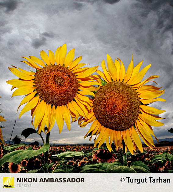 TTT 1163 1 - Doğa ve kentsel peyzajın ustası: Turgut Tarhan